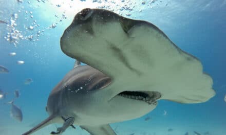 Shark Diving with Great Hammerheads