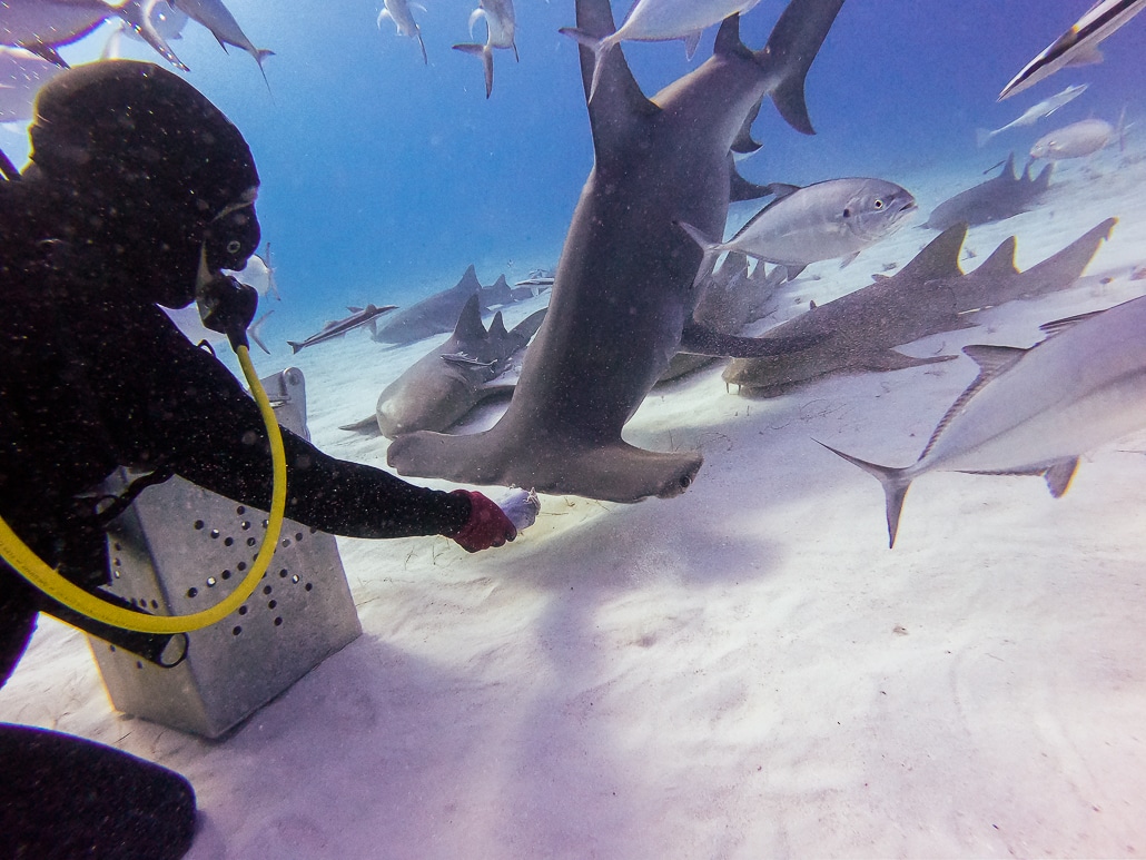 Great Hammerhead Shark Feeding in Bimini, Bahamas