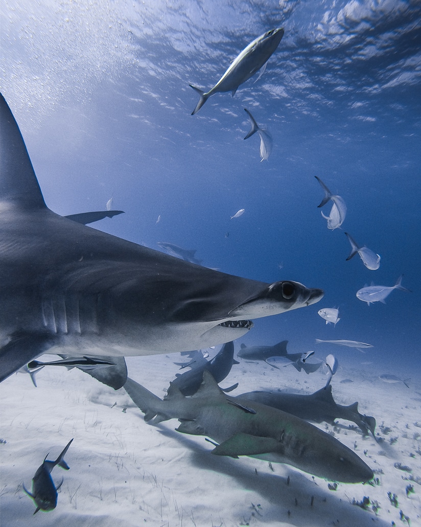 Diving with great hammerhead sharks and nurse sharks in Bimini, Bahamas