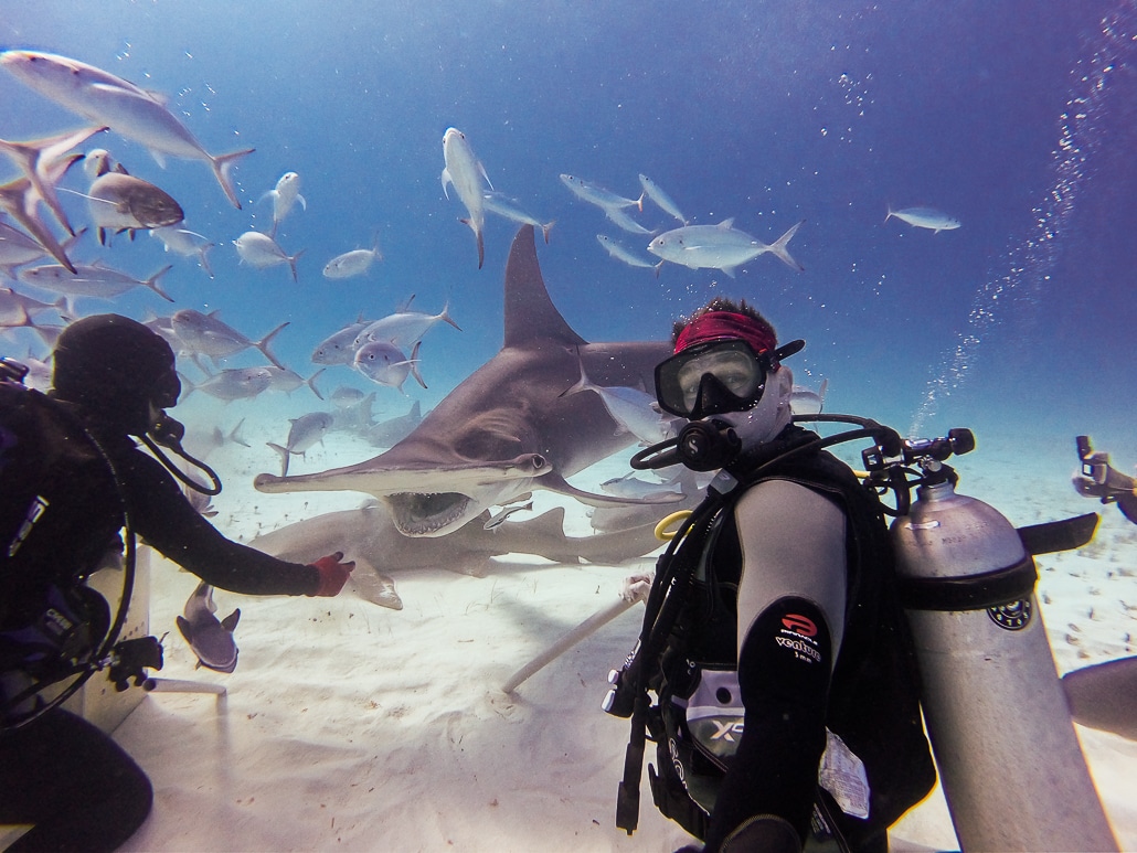 Great Hammerhead shark diving selfie in Bimini, Bahamas
