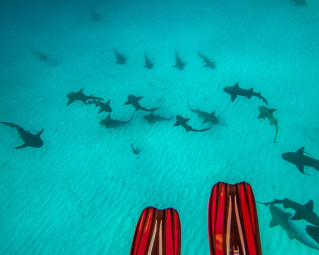 Diving with nurse sharks in Bimini, Bahamas