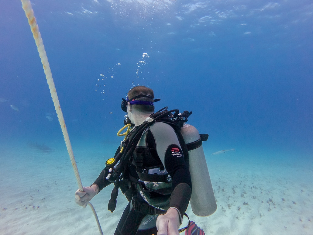Diving with Great Hammerhead Sharks in Bimini, Bahamas