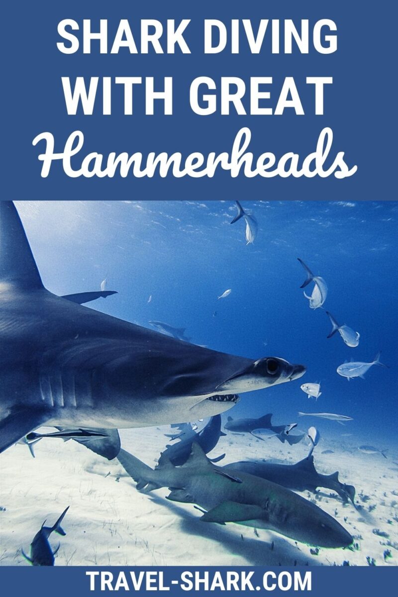 Shark Diving with great hammerhead sharks in Bimini.