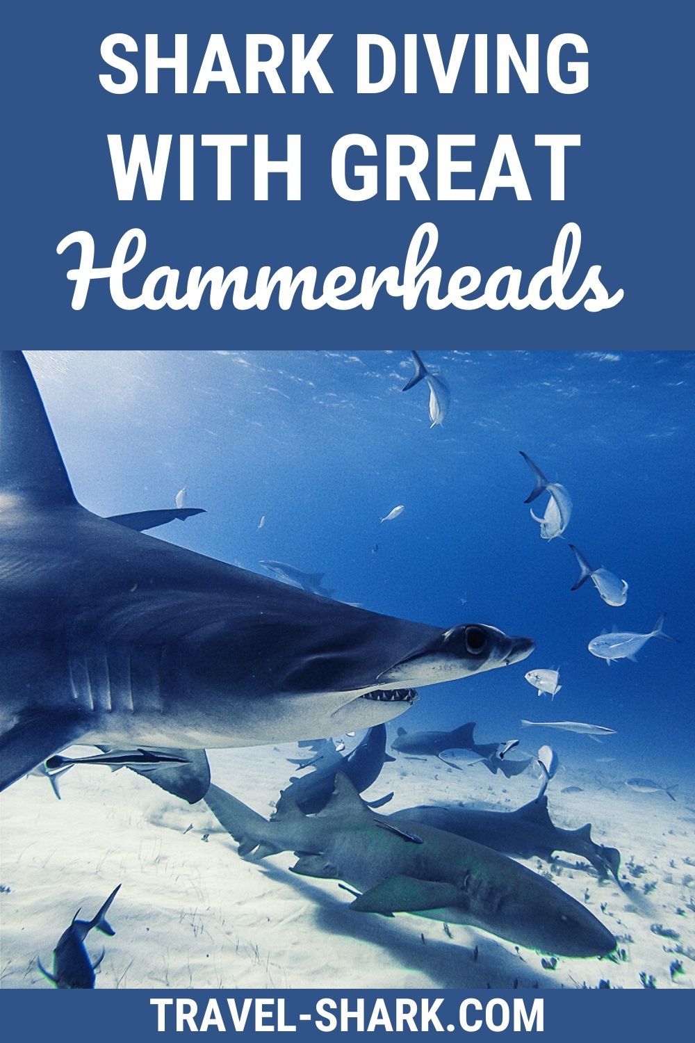 Shark Diving with Great Hammerheads - Travel Shark