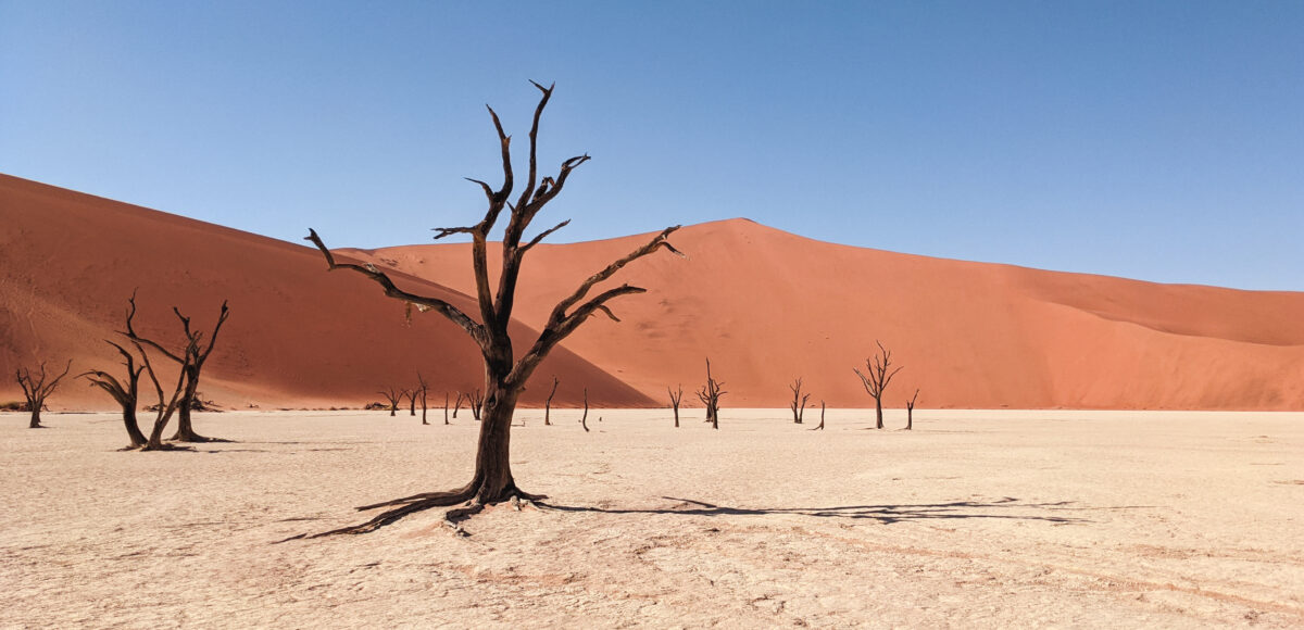 The trees of Deadvlei