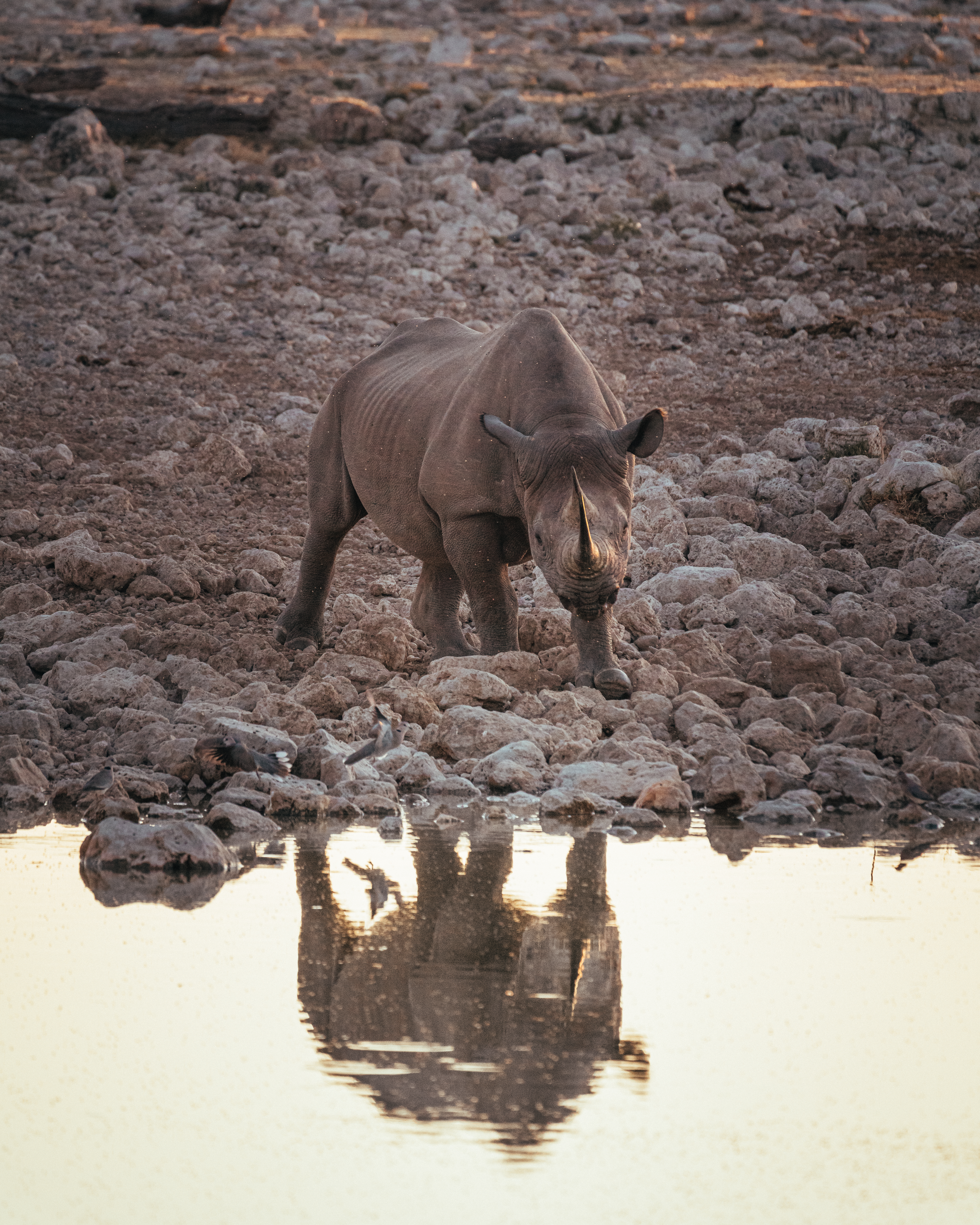My first rhino in Etosha National Park