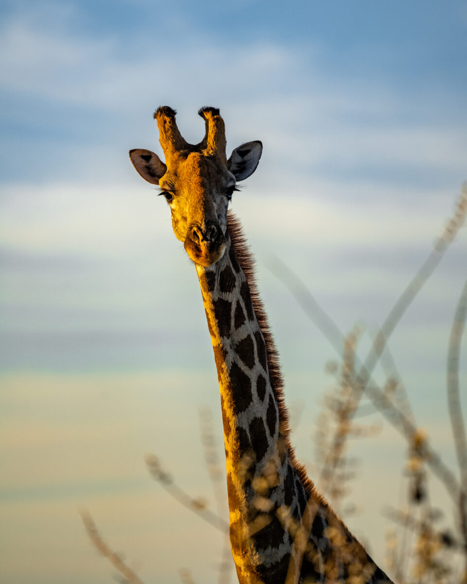 Giraffe in Namibia