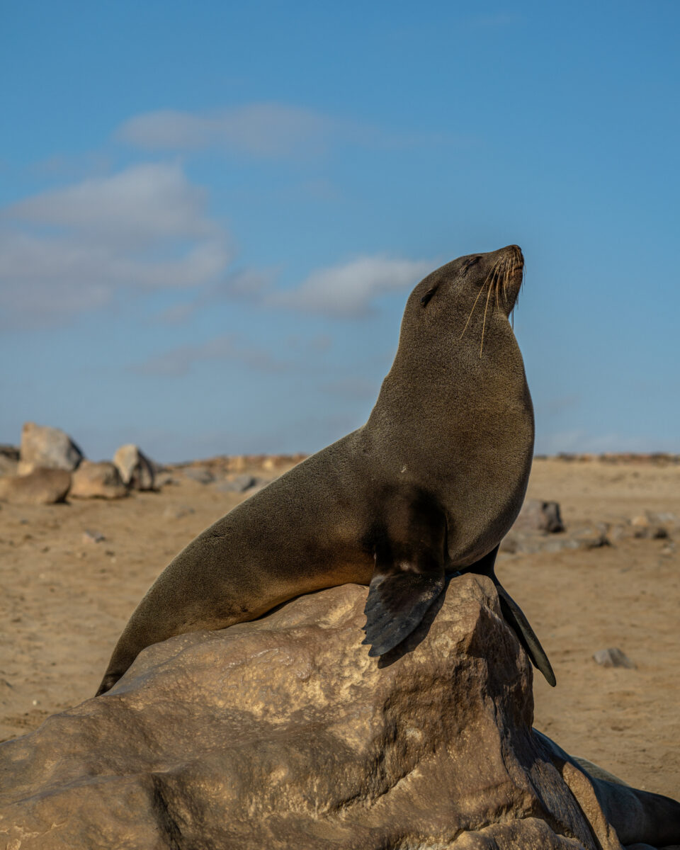 Cape Cross Seal Preserve