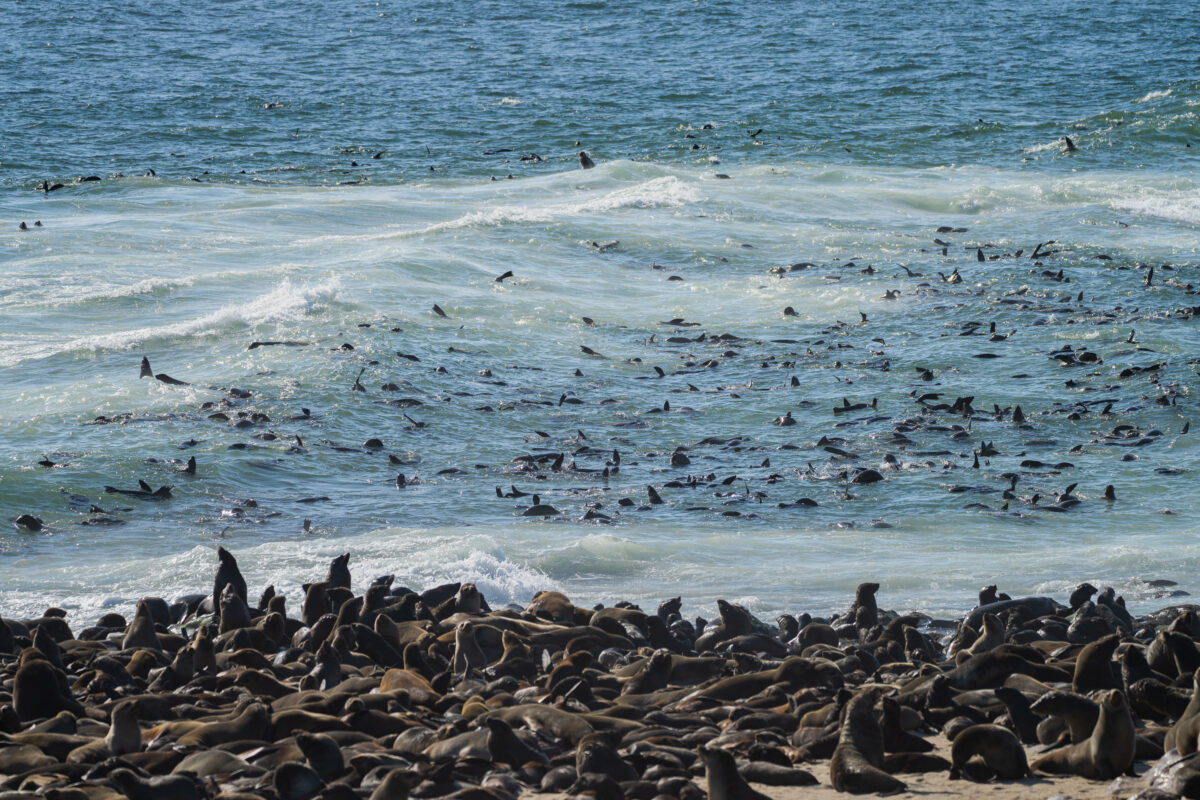 Namibia Travel Itinerary - Cape Cross Seals