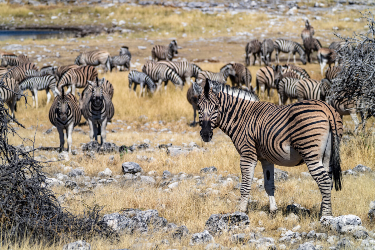 Etosha National Park - Namibia Itinerary