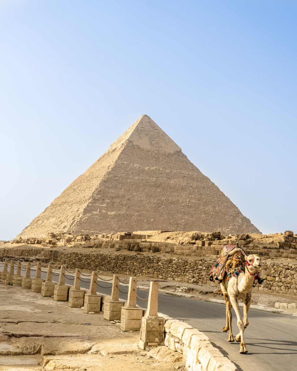 Egyptian camel