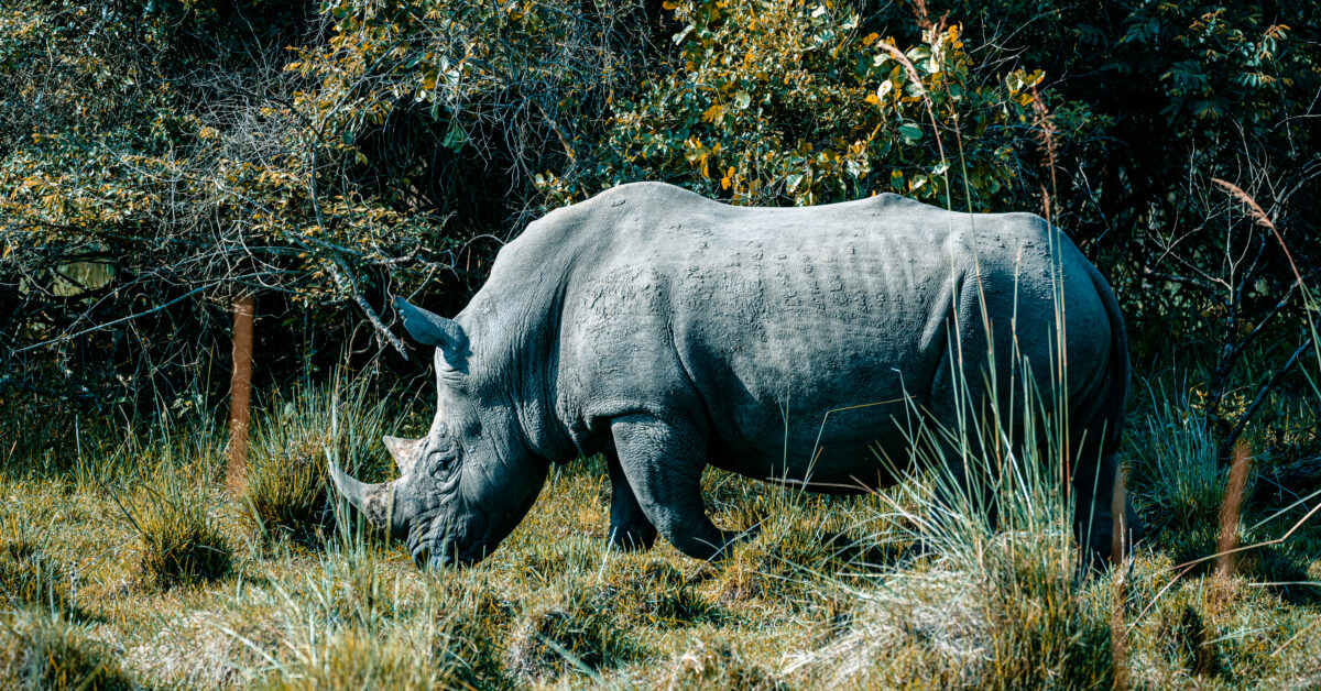 A fully grown male rhino in Uganda