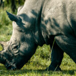 Where to see Rhinos in Uganda – The Ziwa Rhino Sanctuary