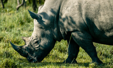 Rhino Tracking in Uganda at the Ziwa Rhino Sanctuary