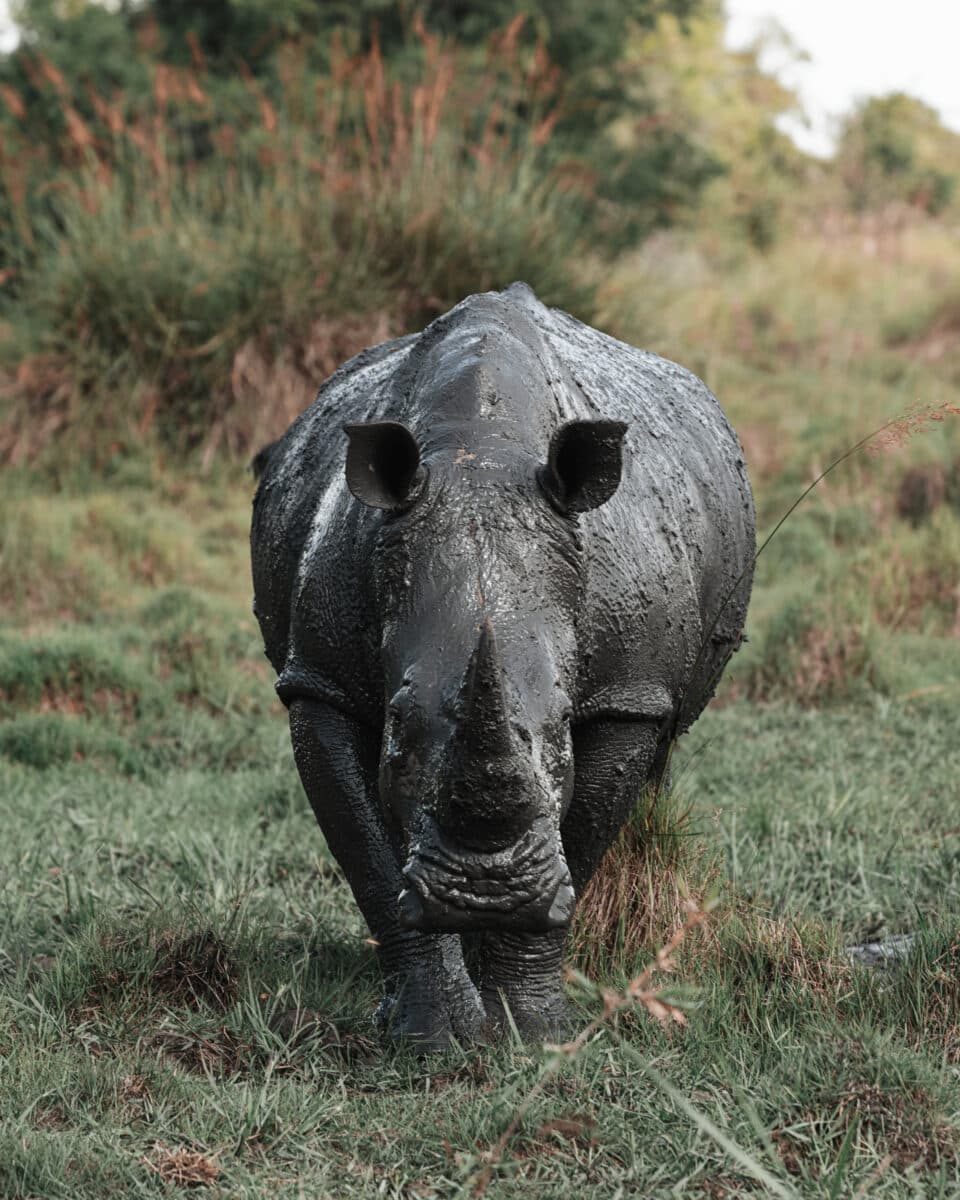 Where to see this muddy rhino in Uganda