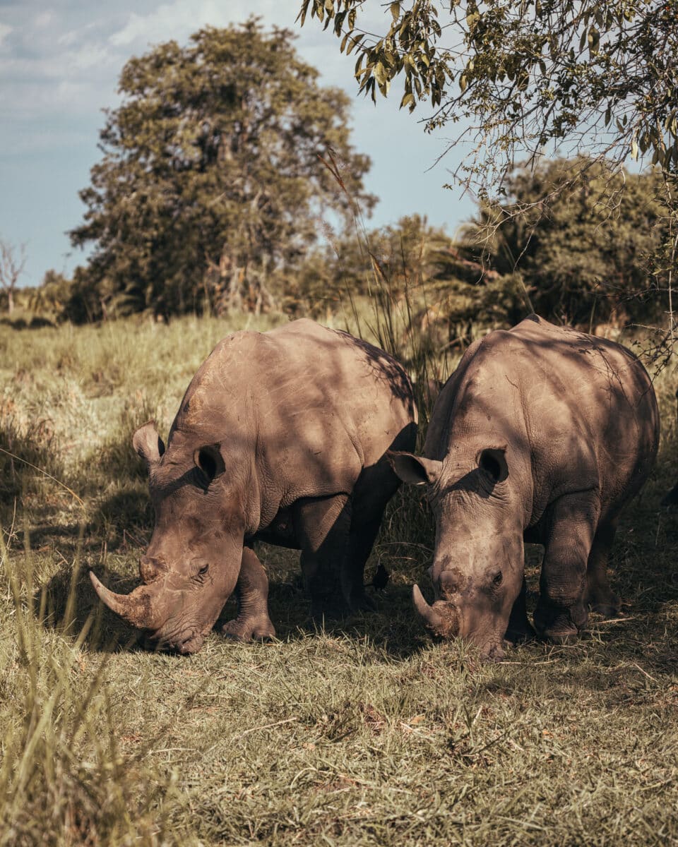 Rhinos at the Ziwa Rhino Sanctuary