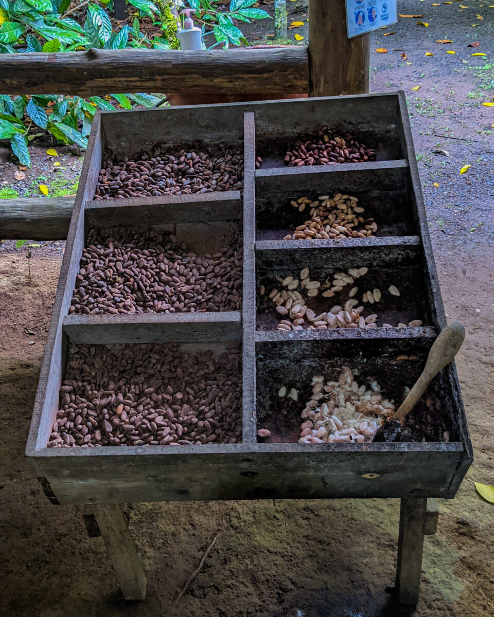 cacao beans set out to dry on the chocolate tour.