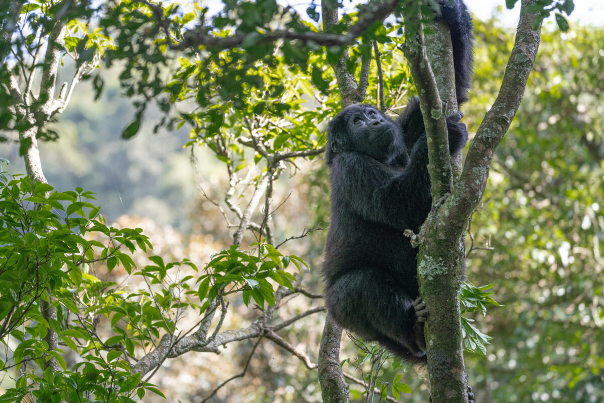 Uganda Gorillas