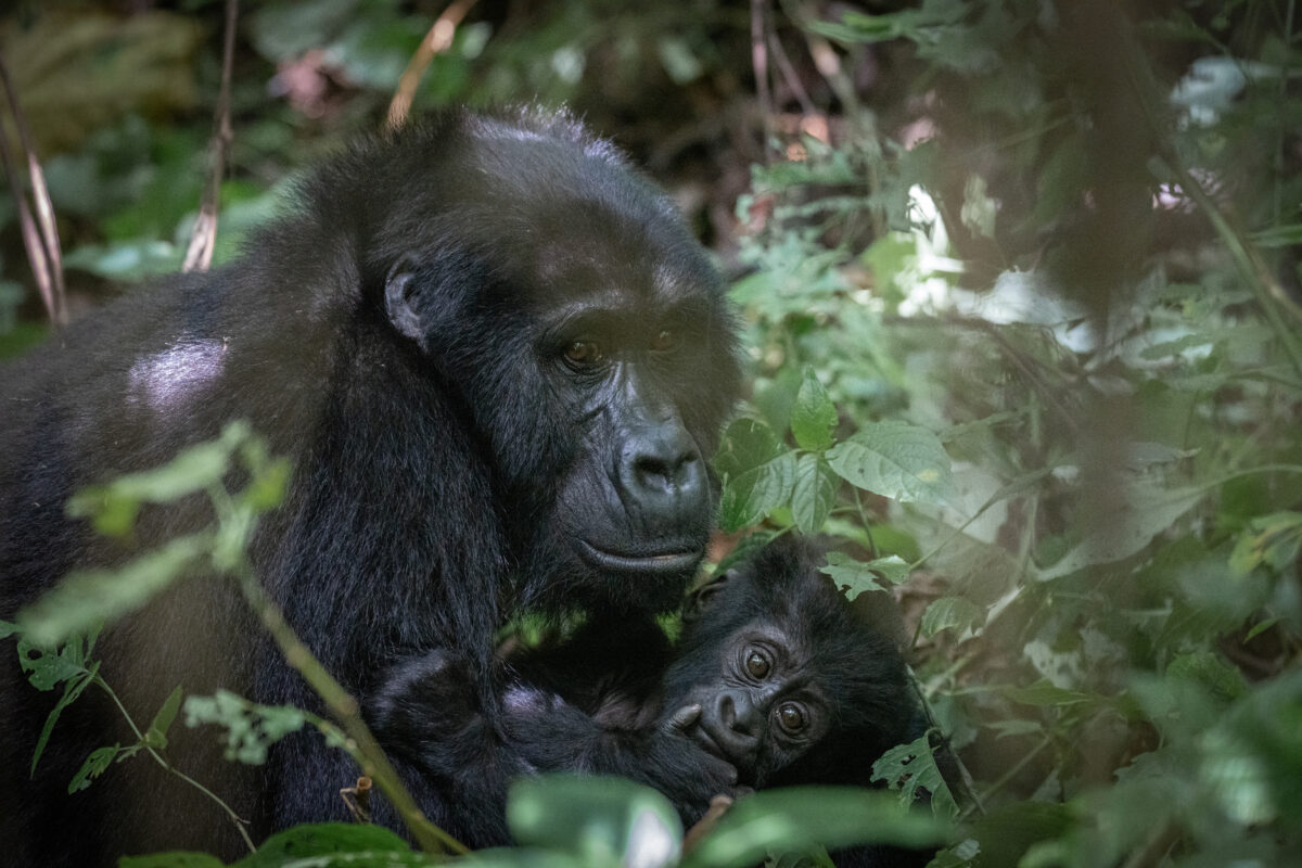 Uganda mountain gorilla with baby