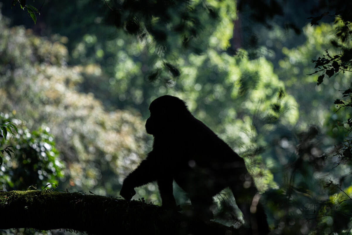 Uganda Mountain gorilla silhouette