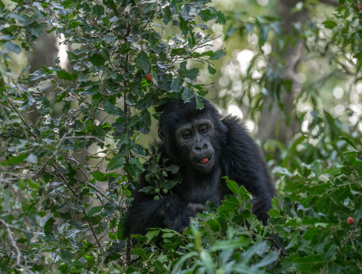 Gorilla eating fruit.