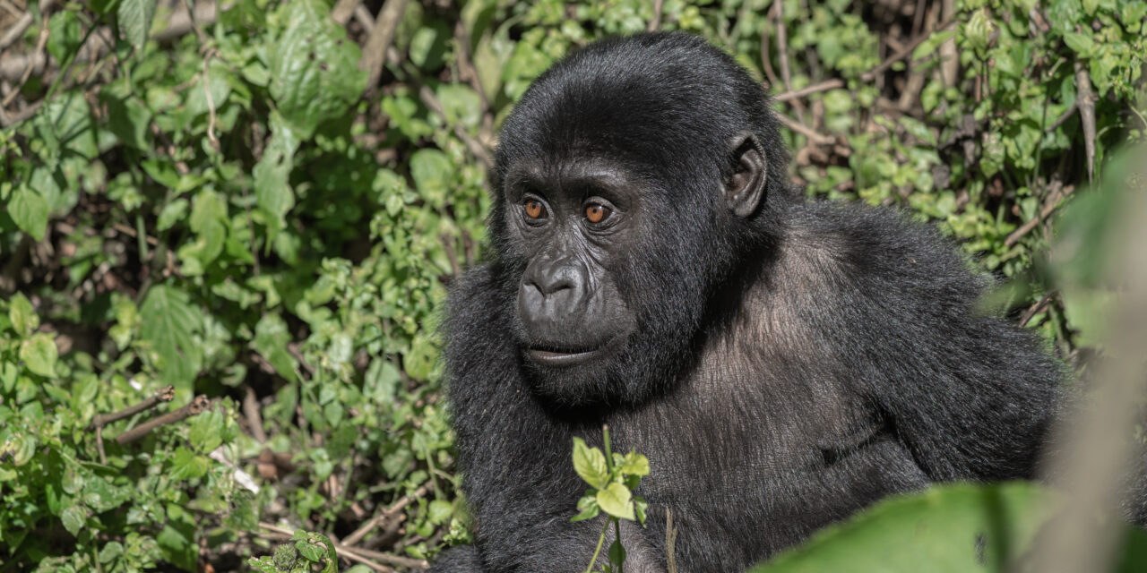 Gorilla Trekking in Uganda – The Ultimate Guide