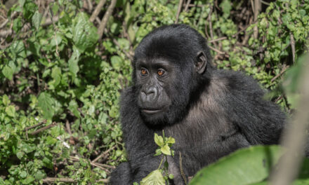 Gorilla Trekking in Uganda – The Ultimate Guide