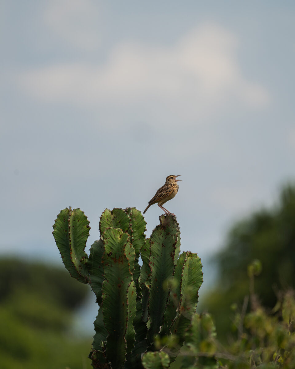 Bird in Uganda