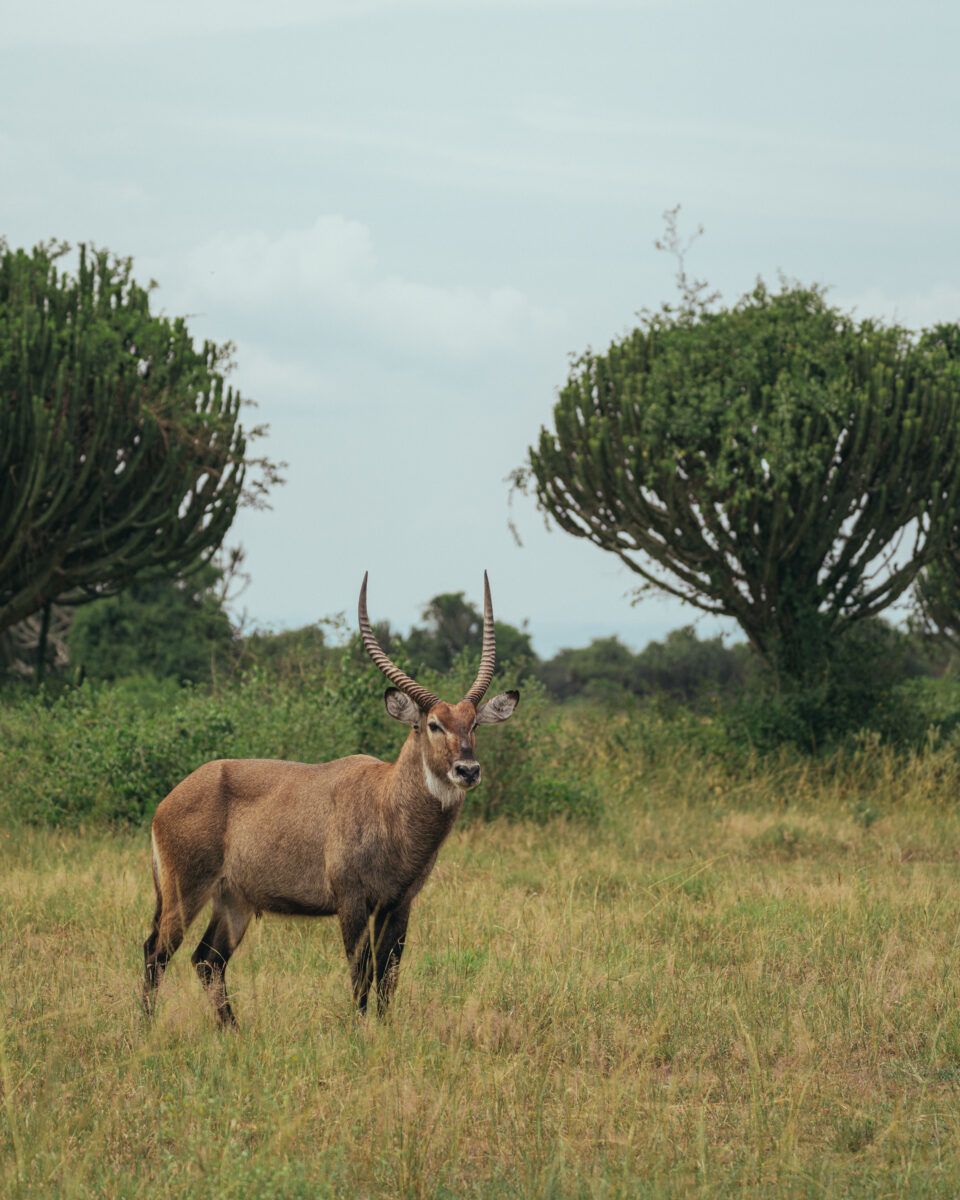 Uganda safari