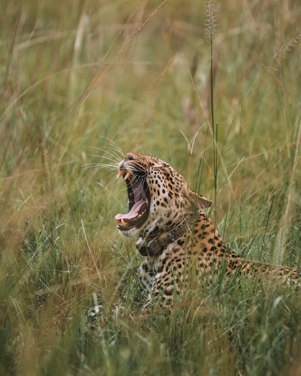Sleepy leopard in Uganda