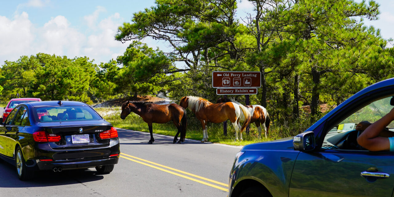 Visiting the Wild Horses of Assateague Island