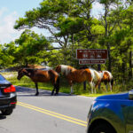 Visiting the Wild Horses of Assateague Island