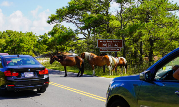Visiting the Wild Horses of Assateague Island