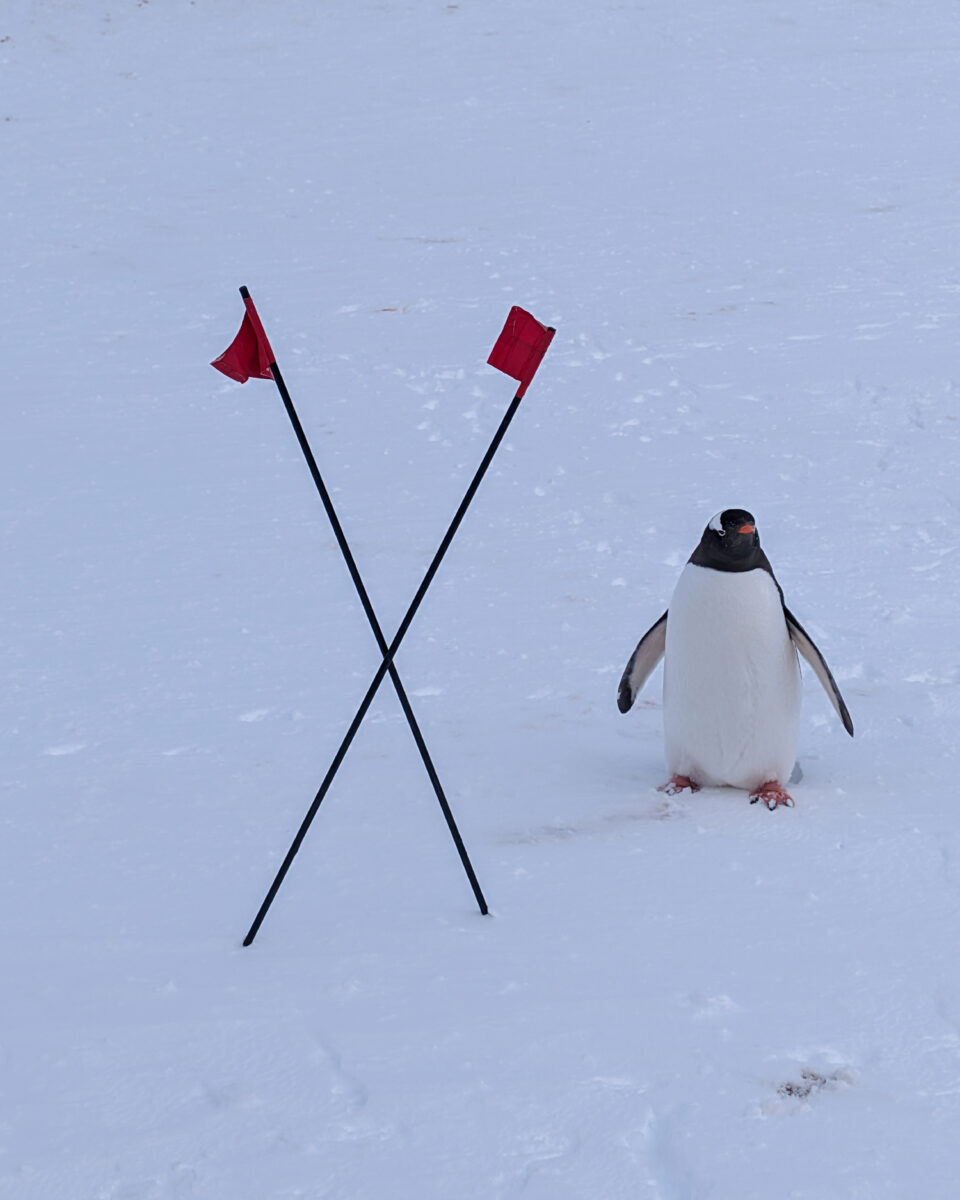 Penguin in Antarctica