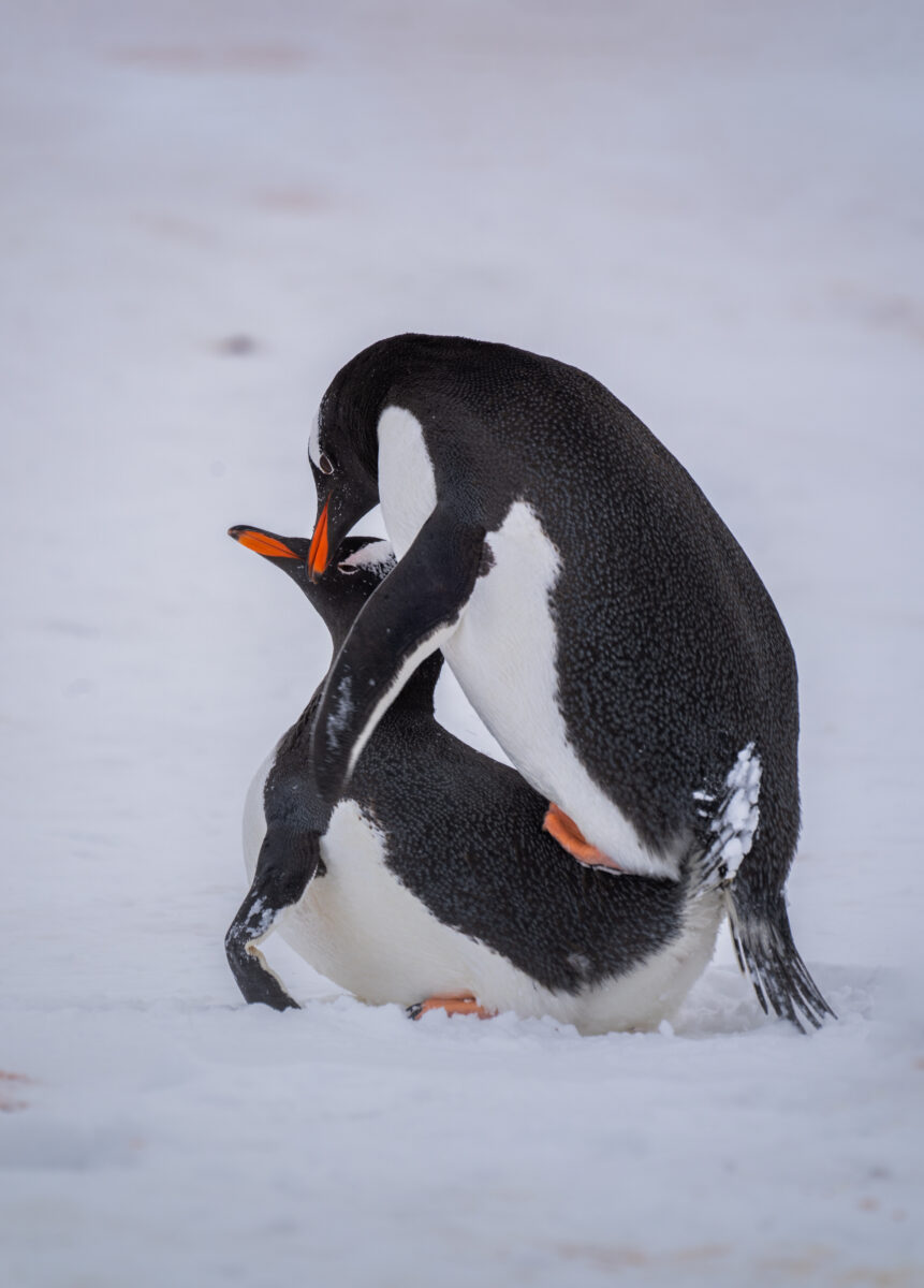 penguins mating in Antarctica