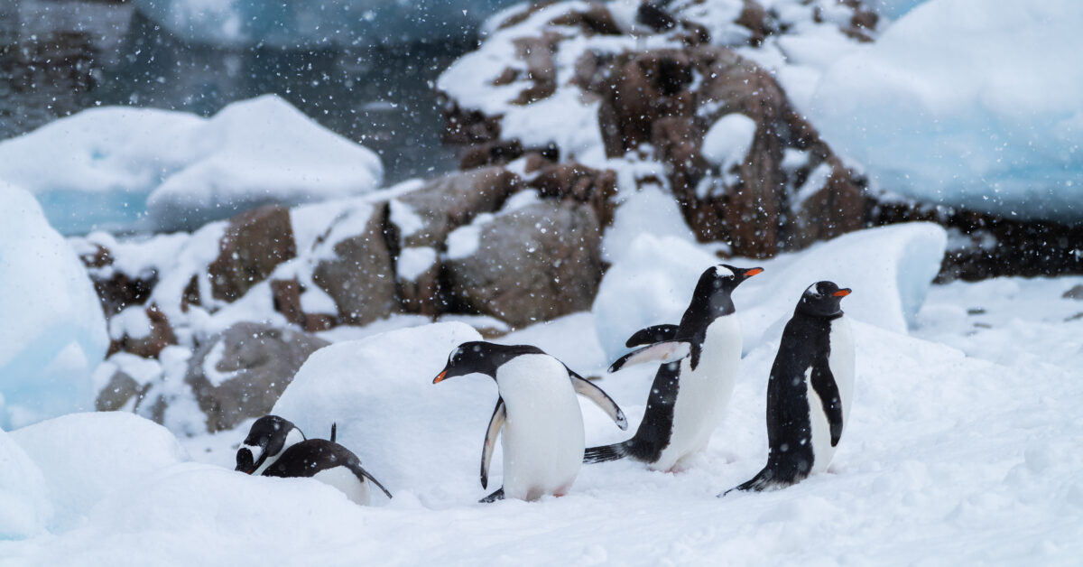 Penguins seen while visiting Antarctica